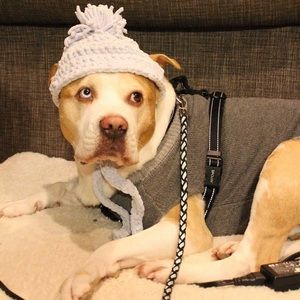 Dog knitted hat